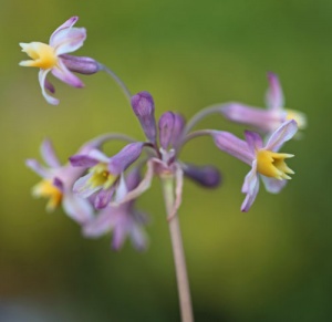 Tulbaghia 'Cosmic'