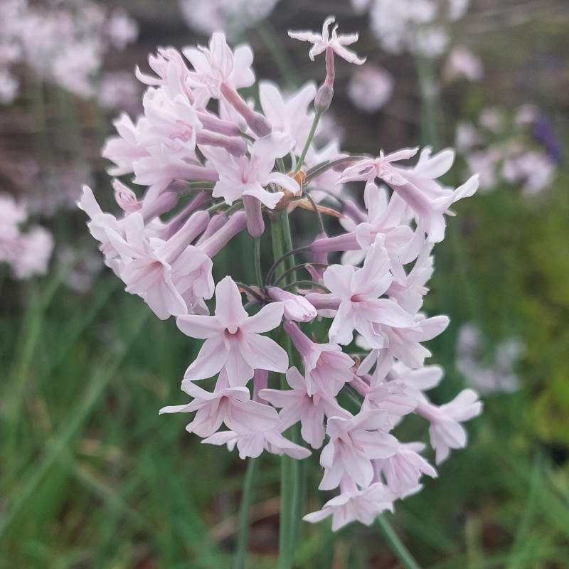 Tulbaghia cominsii x violacea