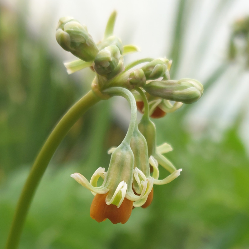 Tulbaghia leucantha