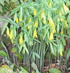 Uvularia grandiflora