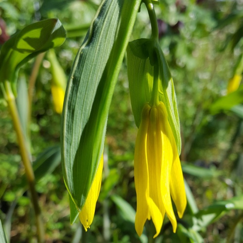 Uvularia grandiflora Wisley Form