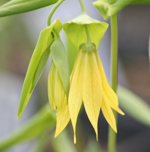 Uvularia perfoliata