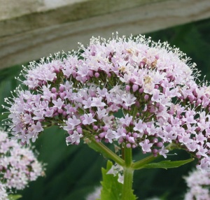 Valeriana pyrenaica