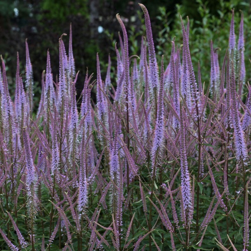 Veronicastrum 'Adoration'