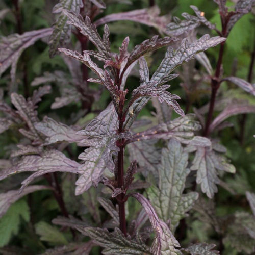 Verbena officinalis var. grandiflora 'Bampton'