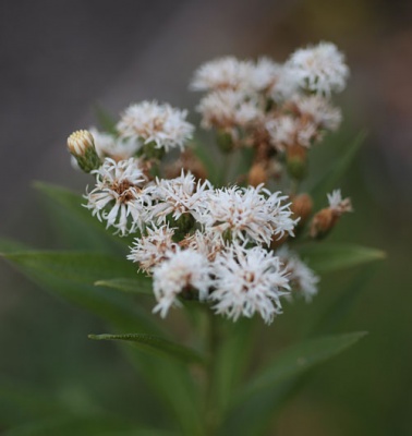 Vernonia noveboracensis 'Albiflora'