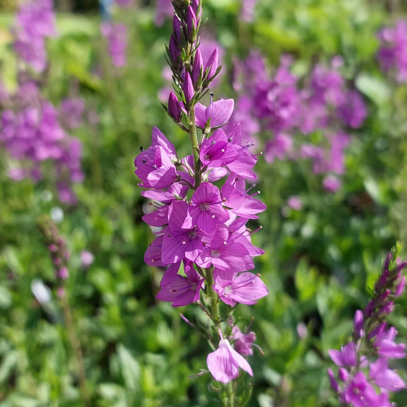 Veronica 'Ellen Mae'