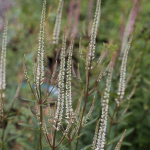 Veronicastrum virginicum 'Diane'