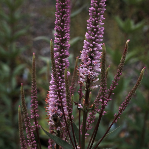 Veronicastrum virginicum 'Erica'