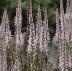 Veronicastrum virginicum 'Pink Glow'