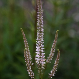 Veronicastrum virginicum f. roseum