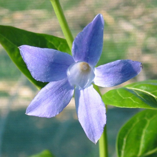 Vinca difformis ssp. sardoa