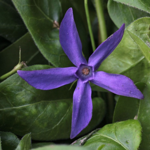 Vinca major var. oxyloba