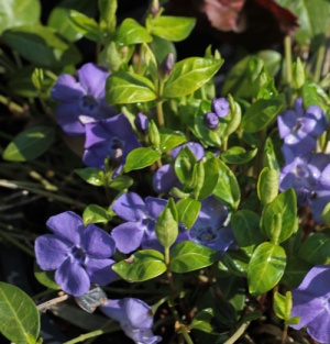 Vinca minor 'La Grave'