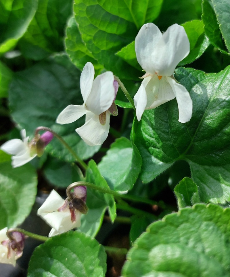 Viola odorata 'Alba'