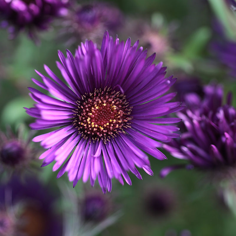 Symphyotrichum novae-angliae 'Rougham Violet', formerly Aster novae-angliae 'Rougham Violet'